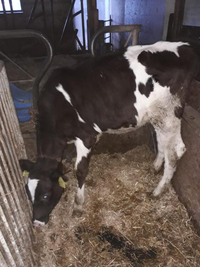 Felderhof Lägenhet Meransen Exteriör bild